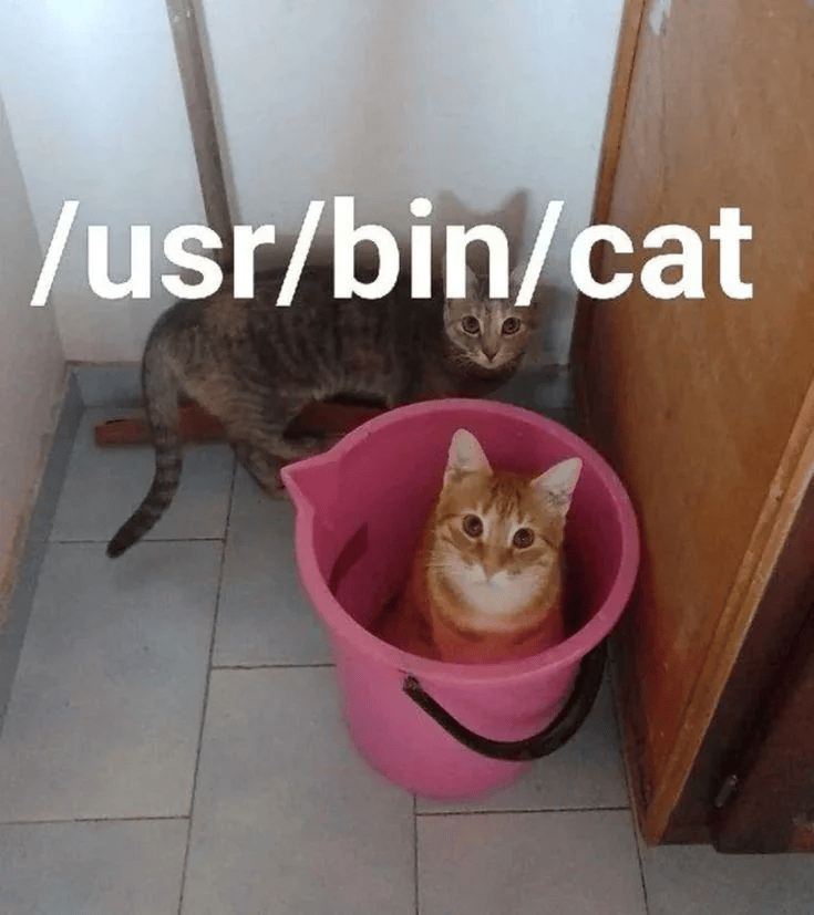 cat_1786647553.gif