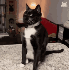 choese.gif