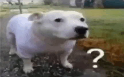 dawg.gif