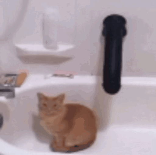 dildocat.gif