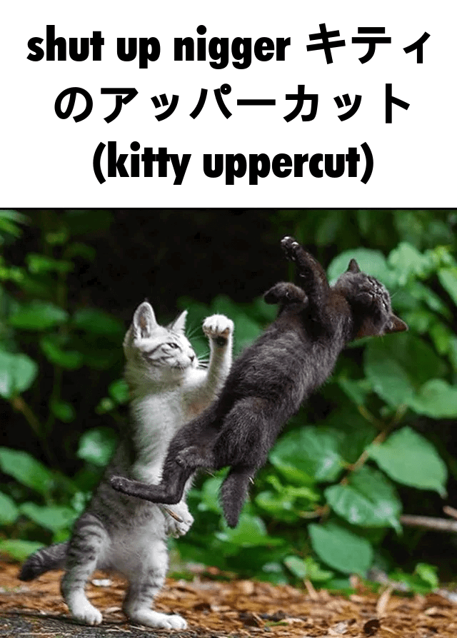 kittyuppercut.gif
