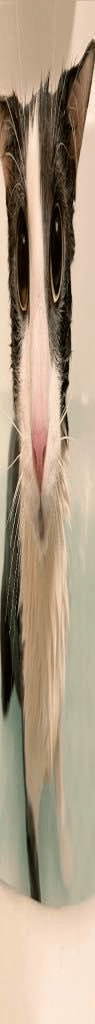 longcat.gif
